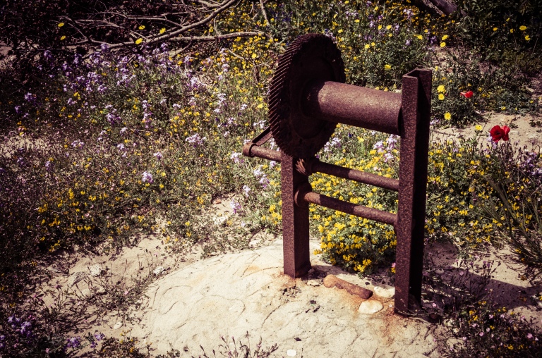 An old, rusty winch surrounded by colourful flowers