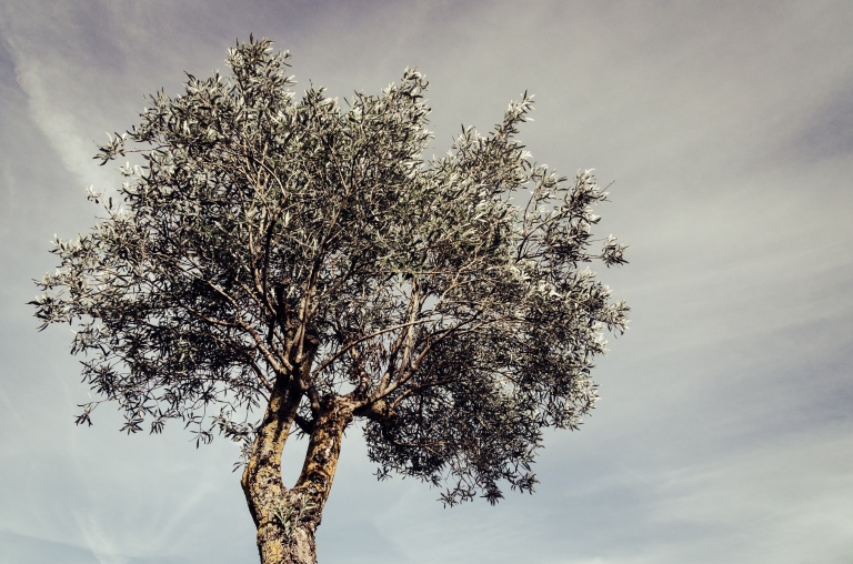 A random olive tree in Sardinia